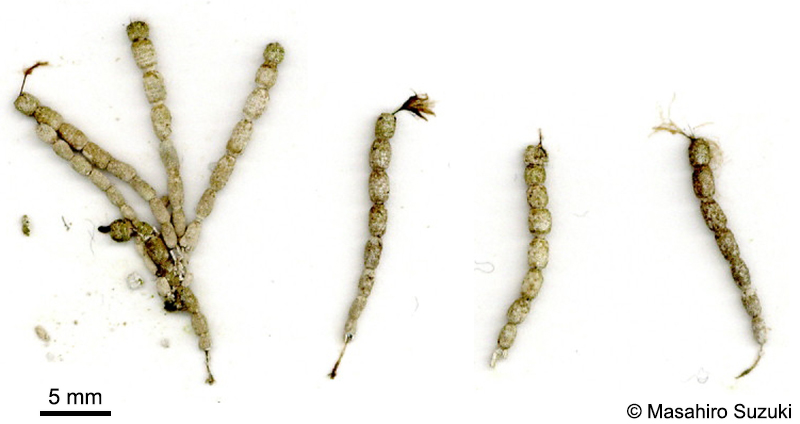 ウスガサネ Cymopolia vanbosseae